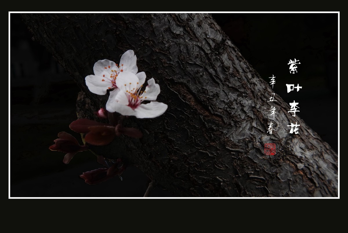 紫叶李老干发新花