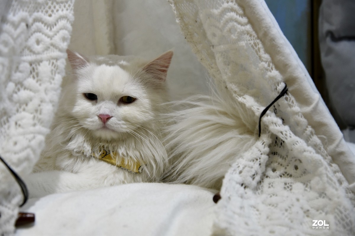 猫猫餐厅的猫猫们