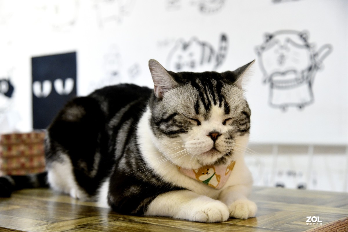 猫猫餐厅的猫猫们