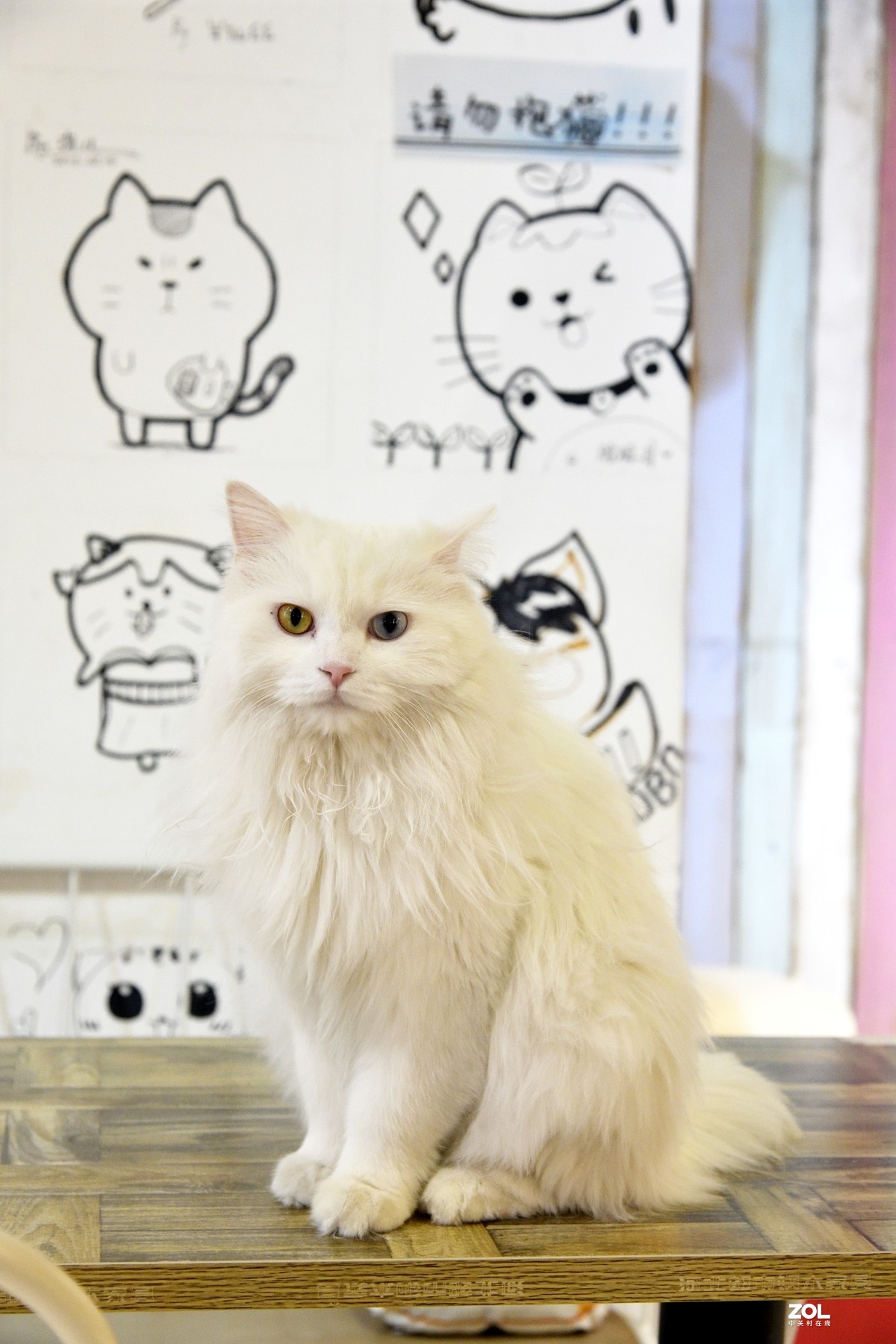 猫猫餐厅的猫猫们