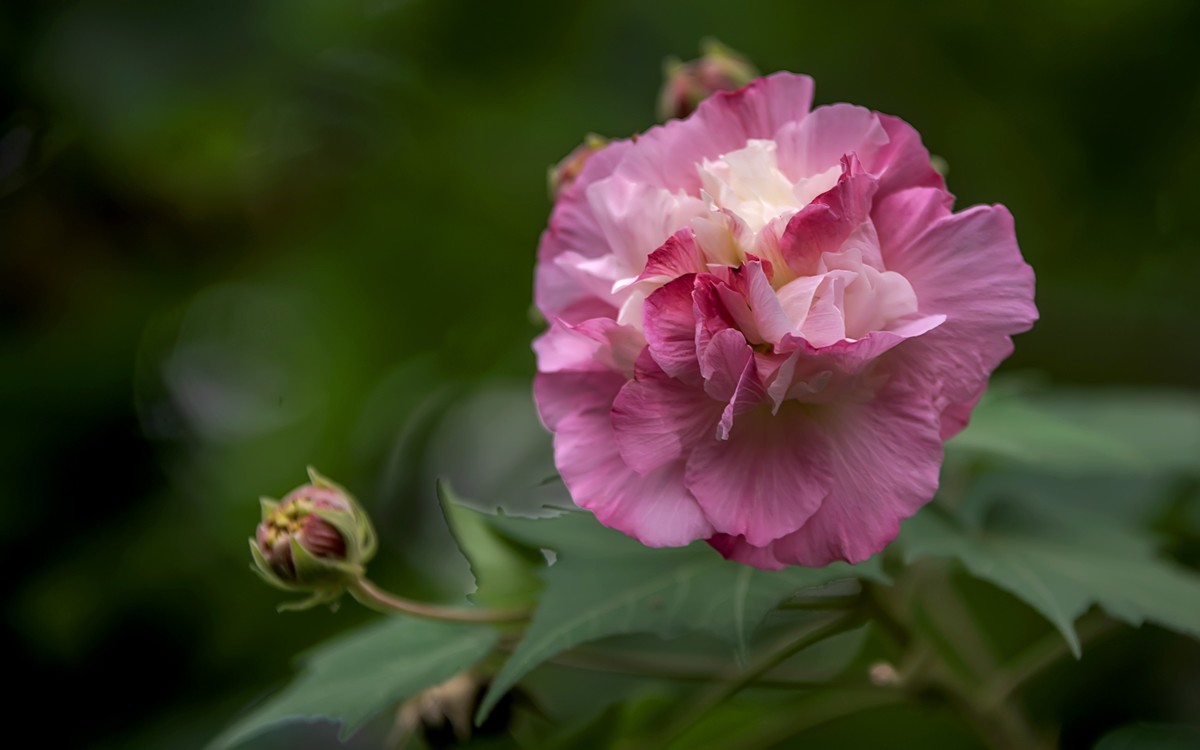 芙蓉花宋董嗣杲