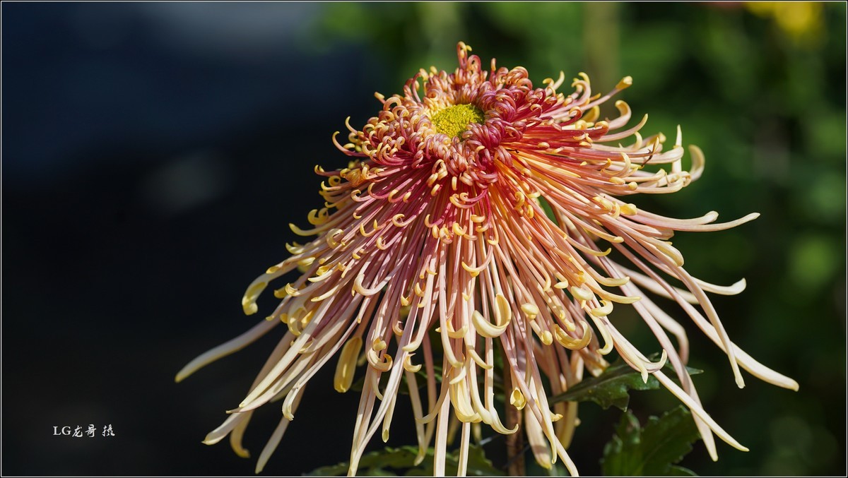 ★★★★★ 精品菊花展