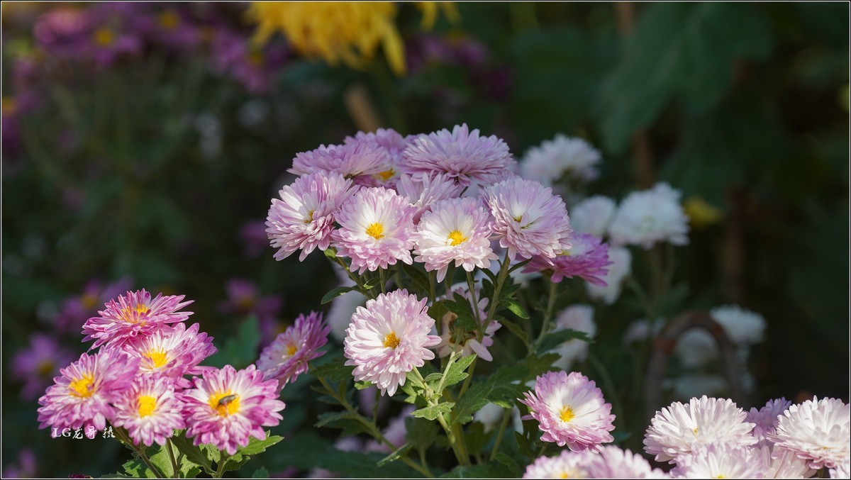 ★★★★★ 精品菊花展