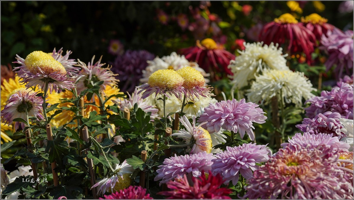 ★★★★★ 精品菊花展