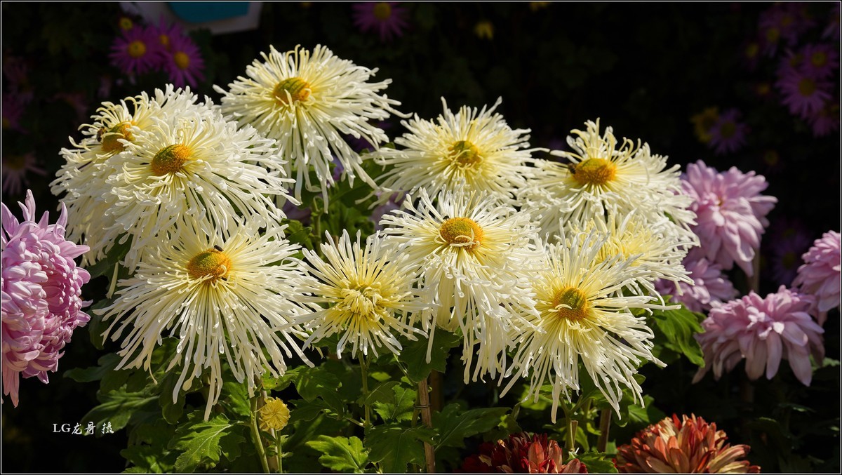 ★★★★★ 精品菊花展