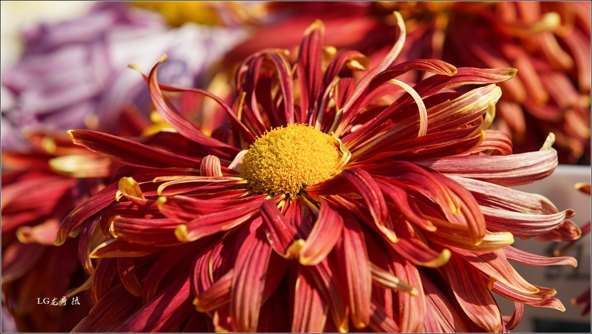 ★★★★★ 精品菊花展