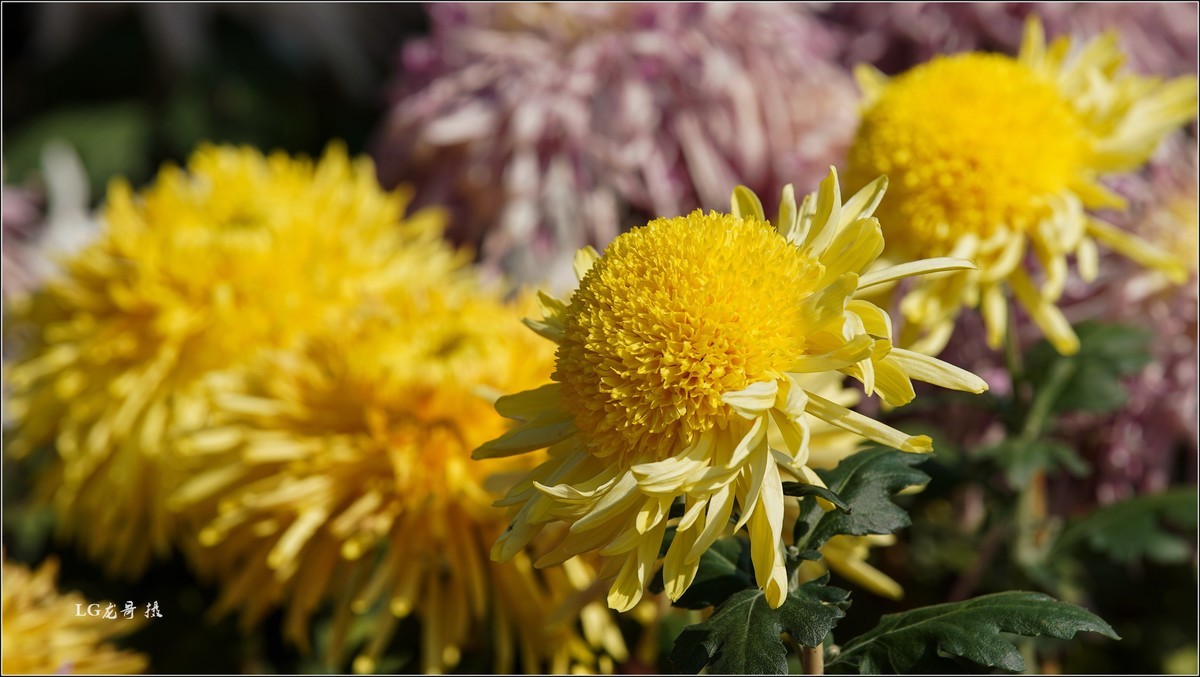 ★★★★★ 精品菊花展