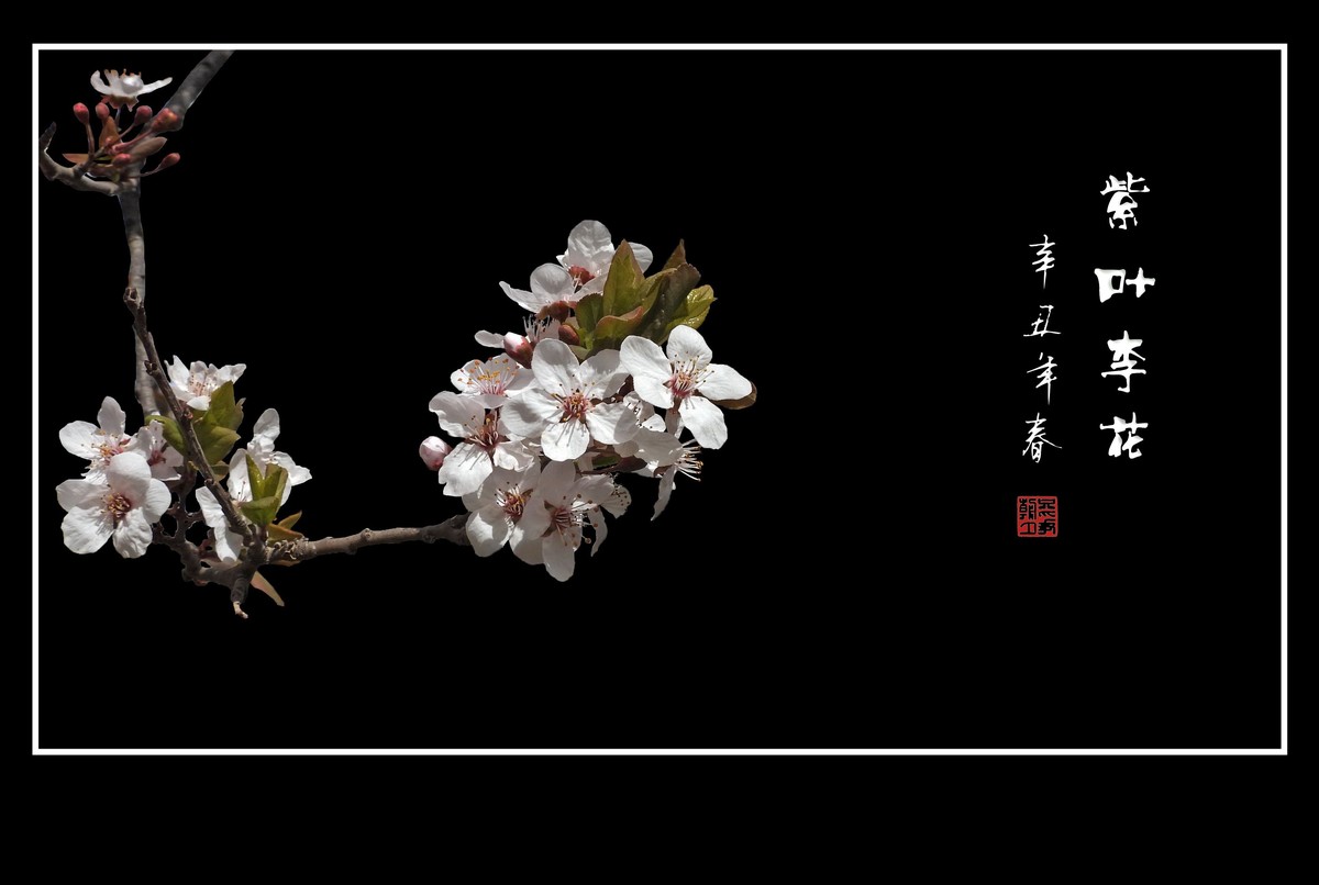 紫叶李老干发新花