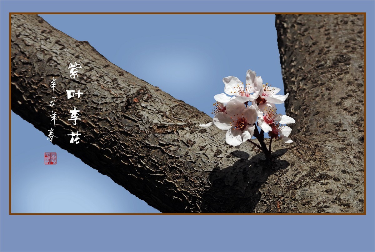 紫叶李老干发新花