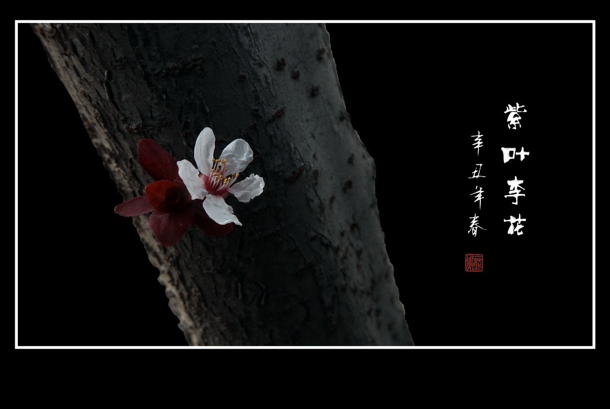 紫叶李老干发新花