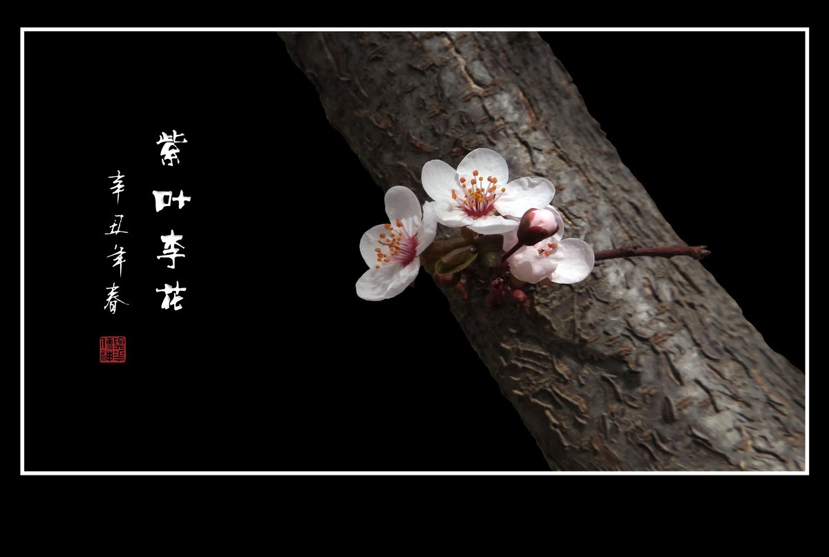 紫叶李老干发新花