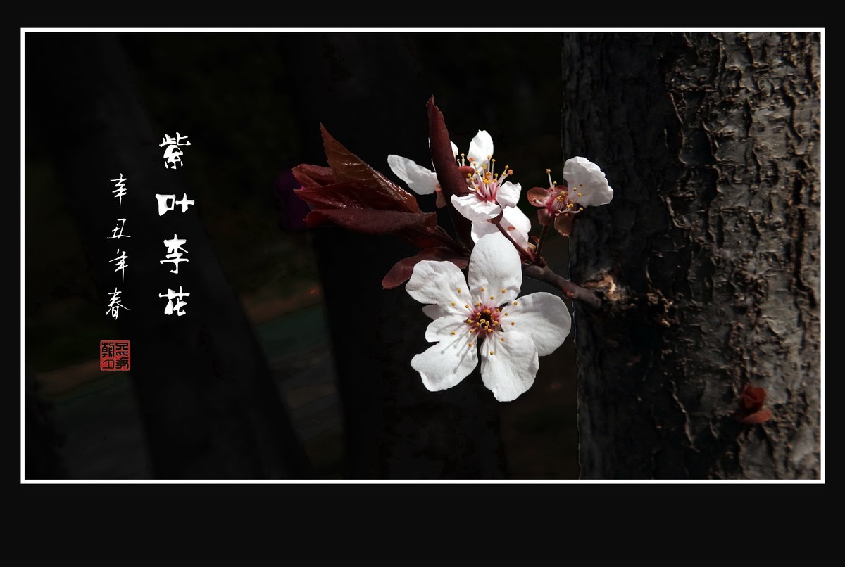 紫叶李老干发新花