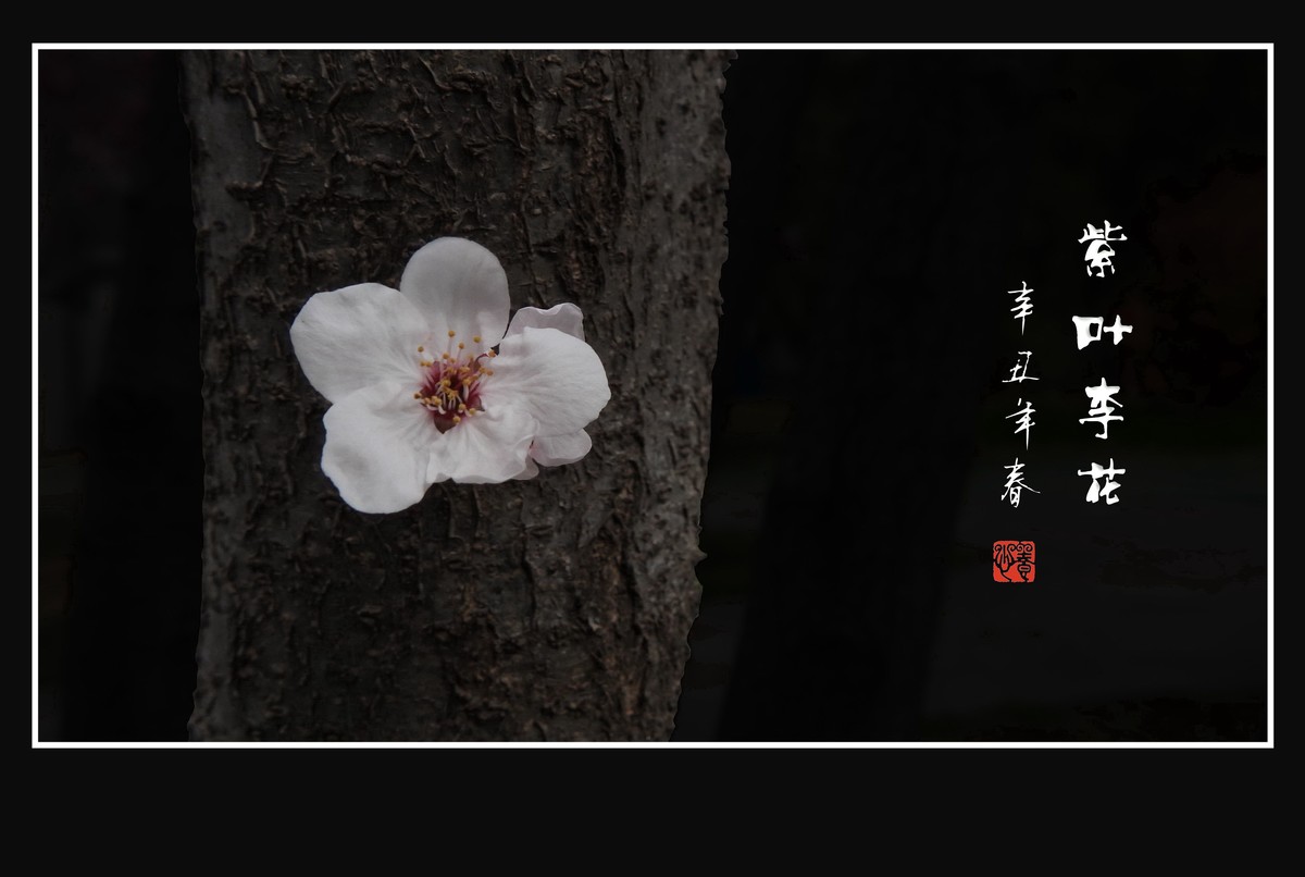 紫叶李老干发新花