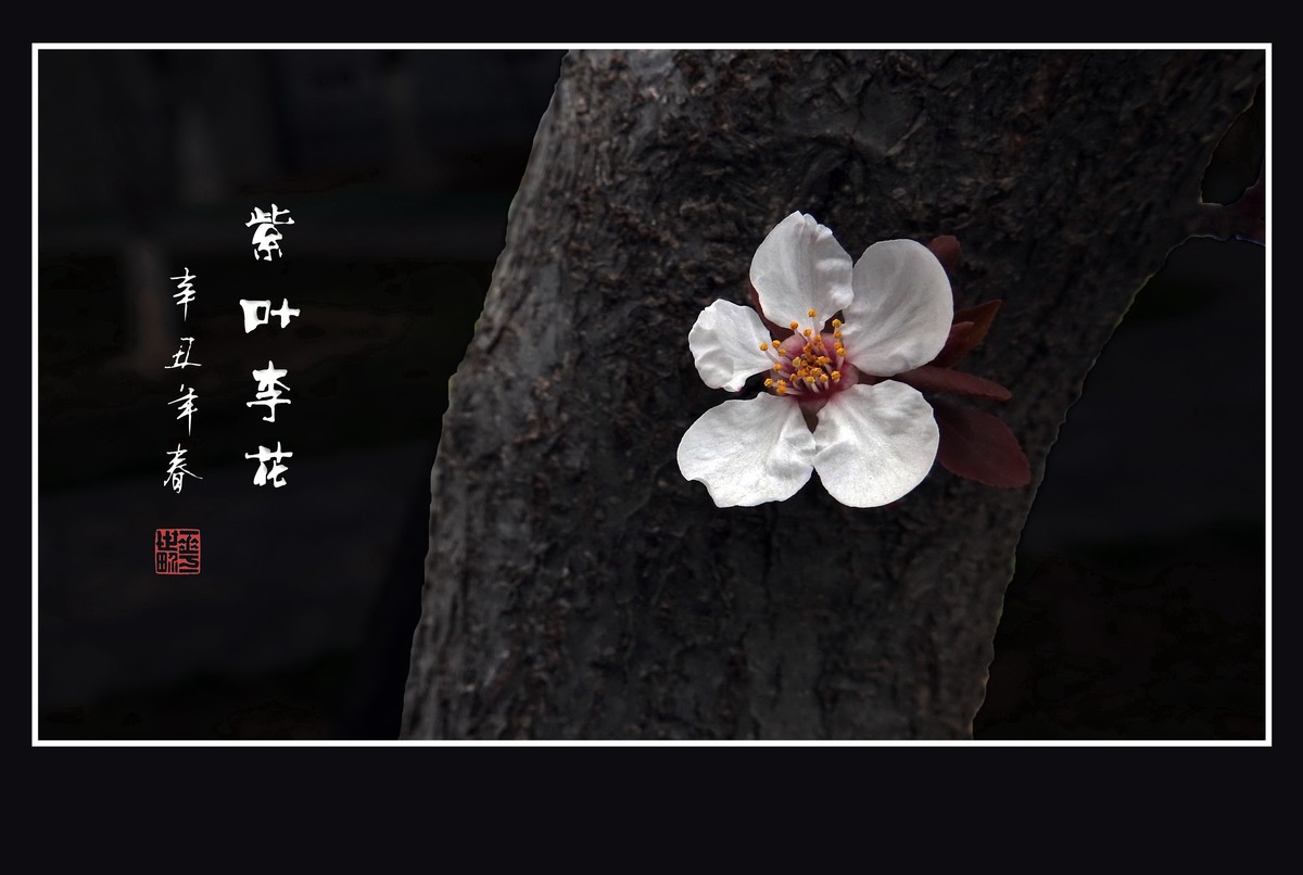 紫叶李老干发新花