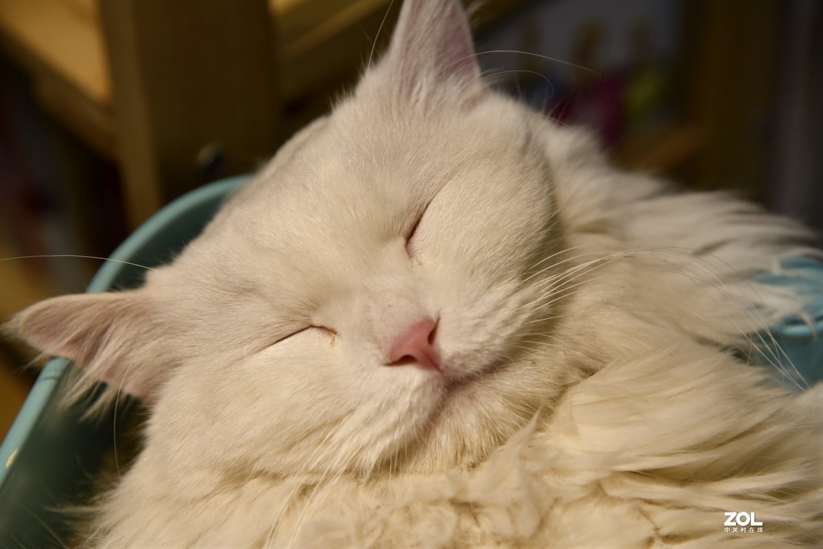 猫猫餐厅的猫猫们