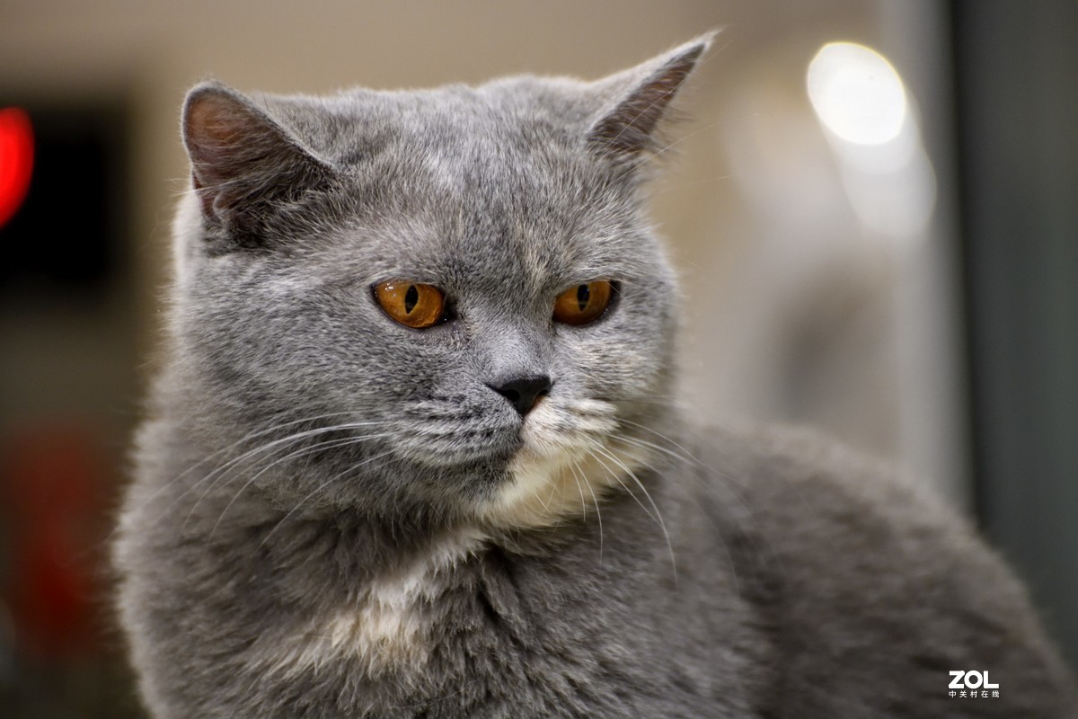 猫猫餐厅的猫猫们