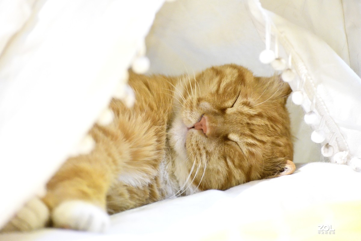 猫猫餐厅的猫猫们