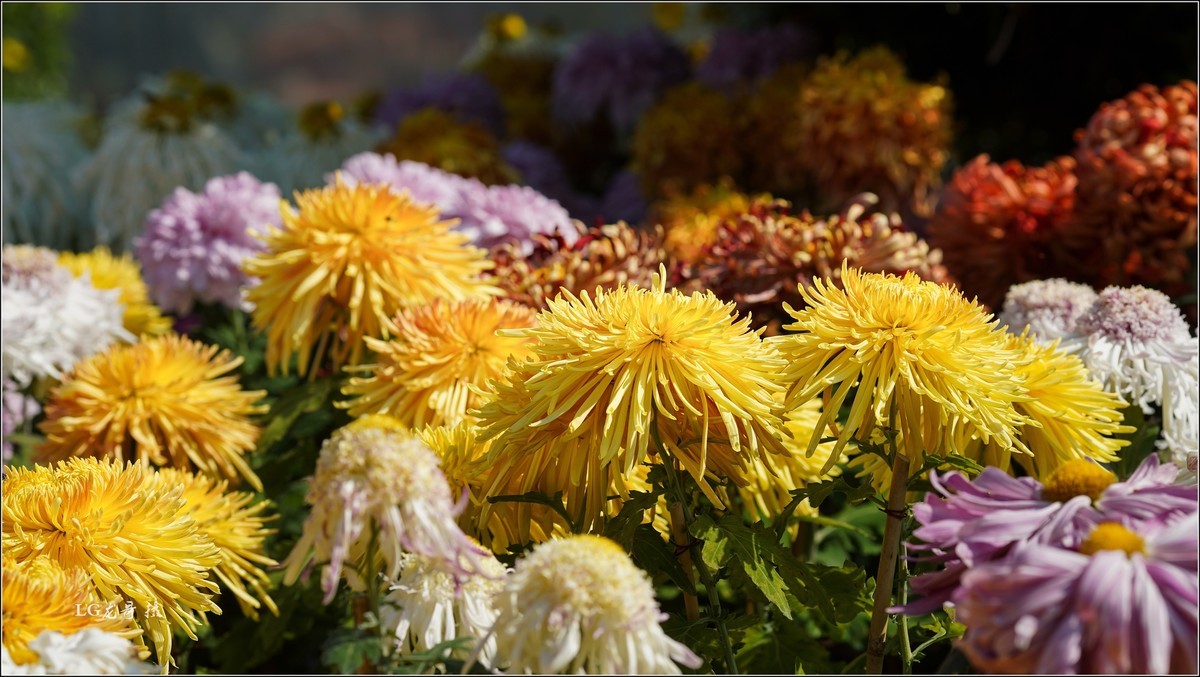 ★★★★★ 精品菊花展