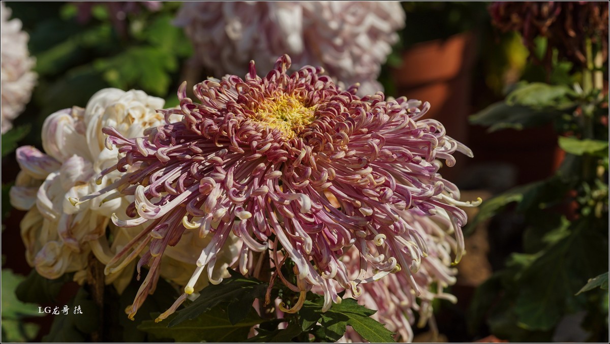 ★★★★★ 精品菊花展