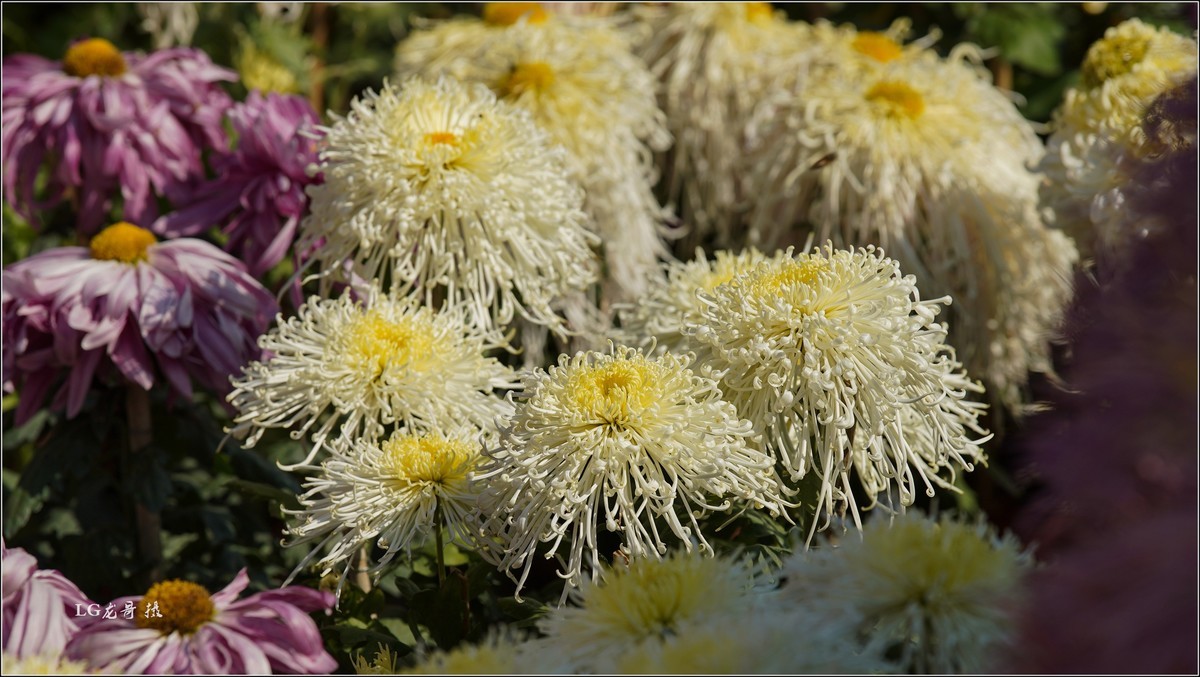 ★★★★★ 精品菊花展