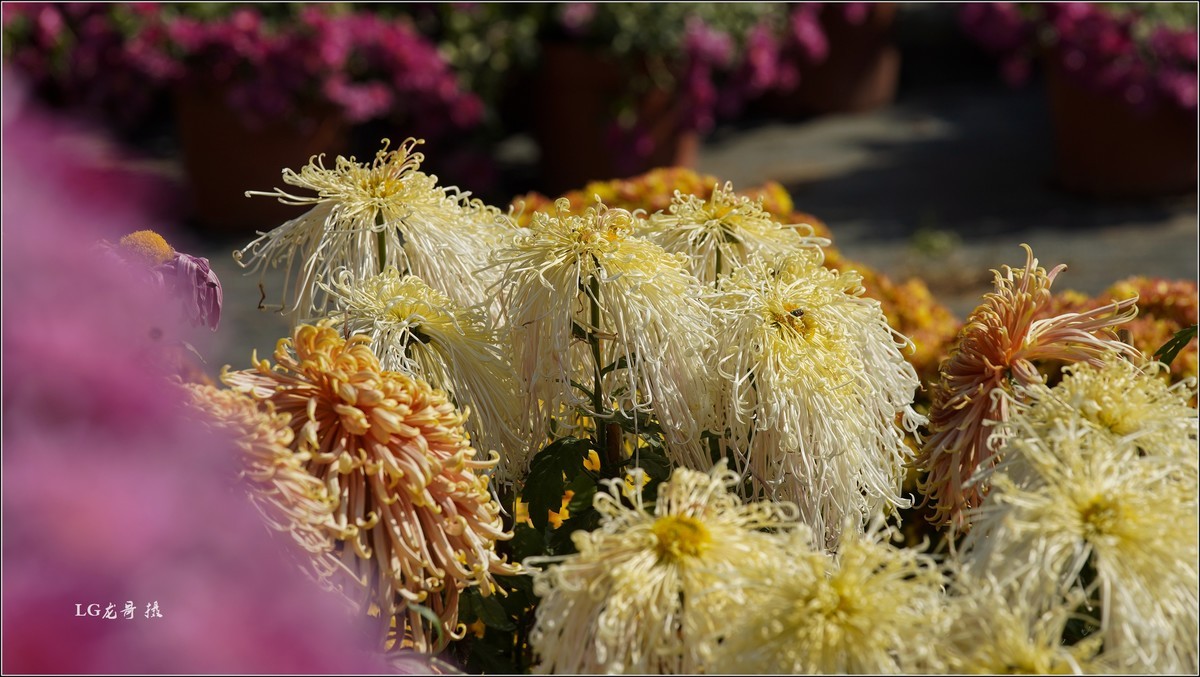 ★★★★★ 精品菊花展