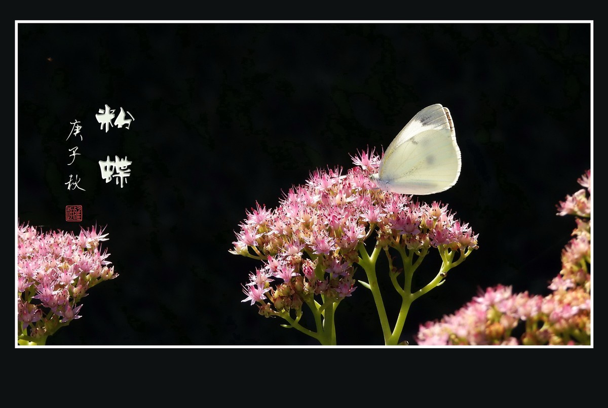 粉花丛中彩蝶飞