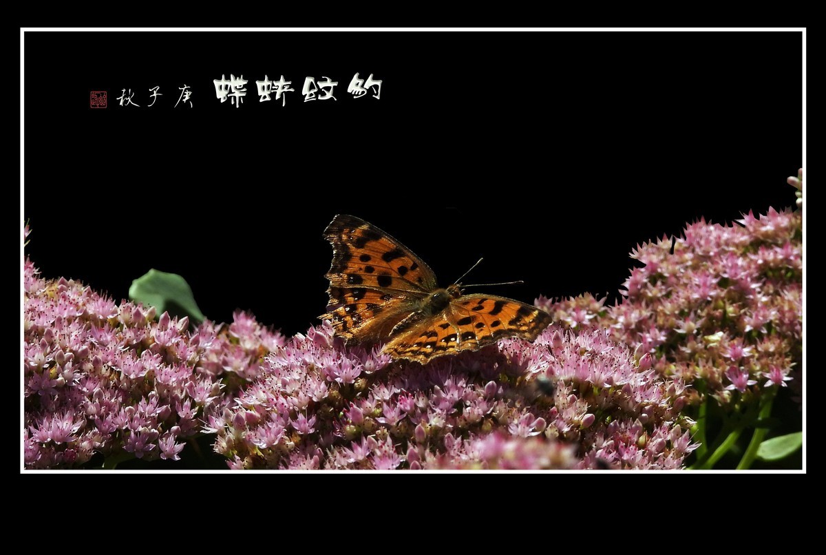 粉花丛中彩蝶飞
