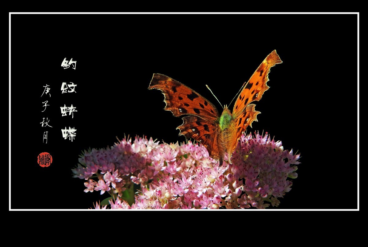 粉花丛中彩蝶飞