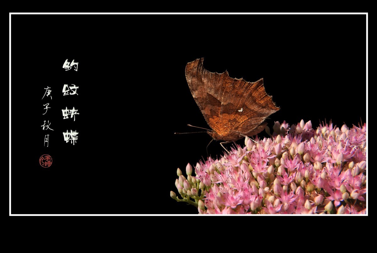 粉花丛中彩蝶飞