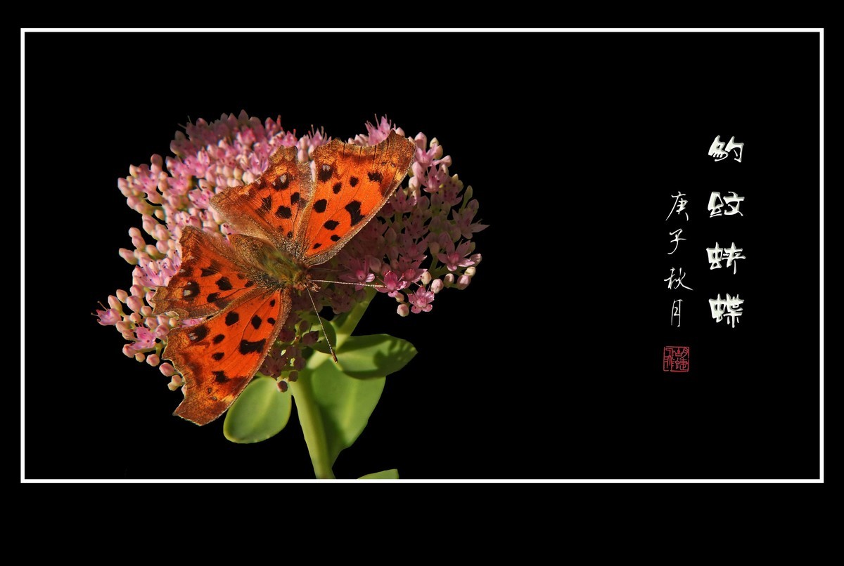 粉花丛中彩蝶飞