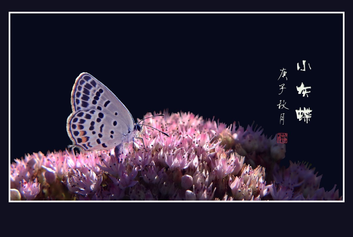 粉花丛中彩蝶飞