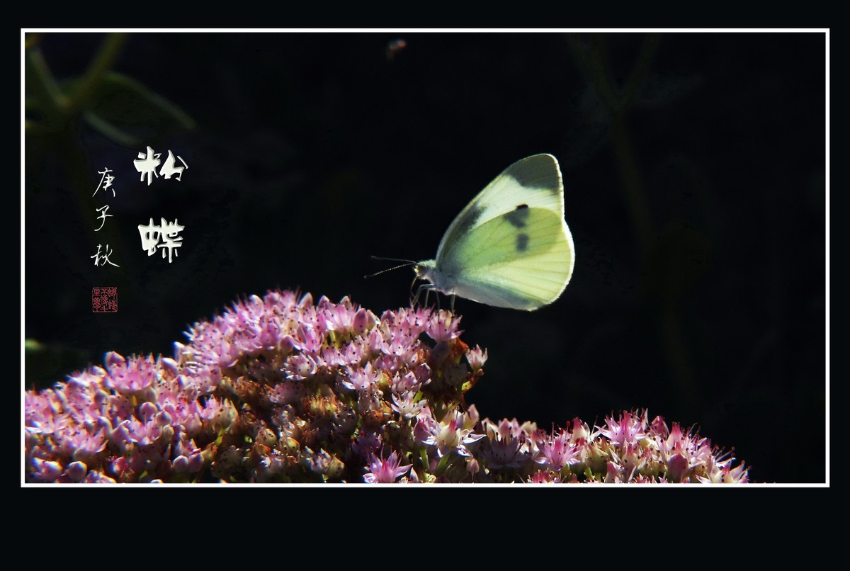 粉花丛中彩蝶飞