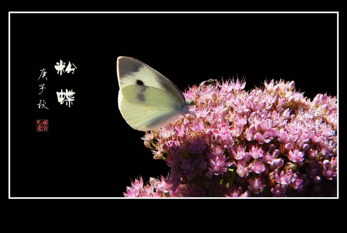 粉花丛中彩蝶飞