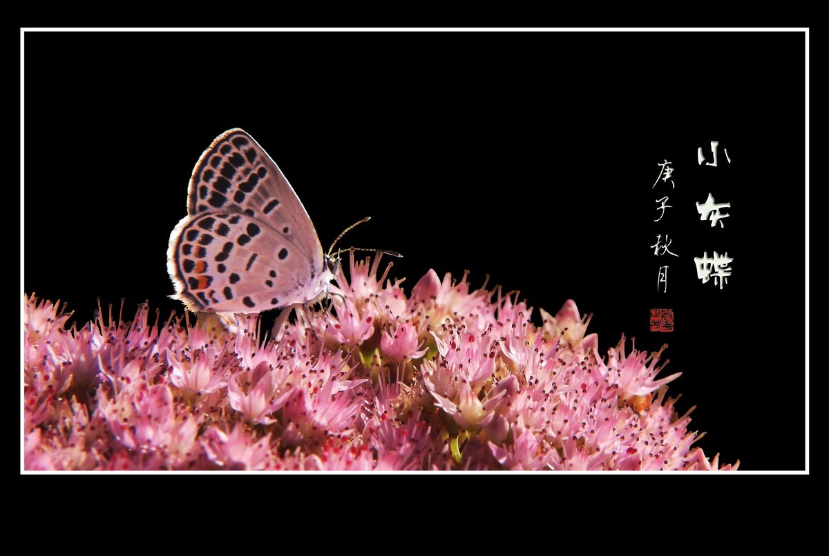 粉花丛中彩蝶飞