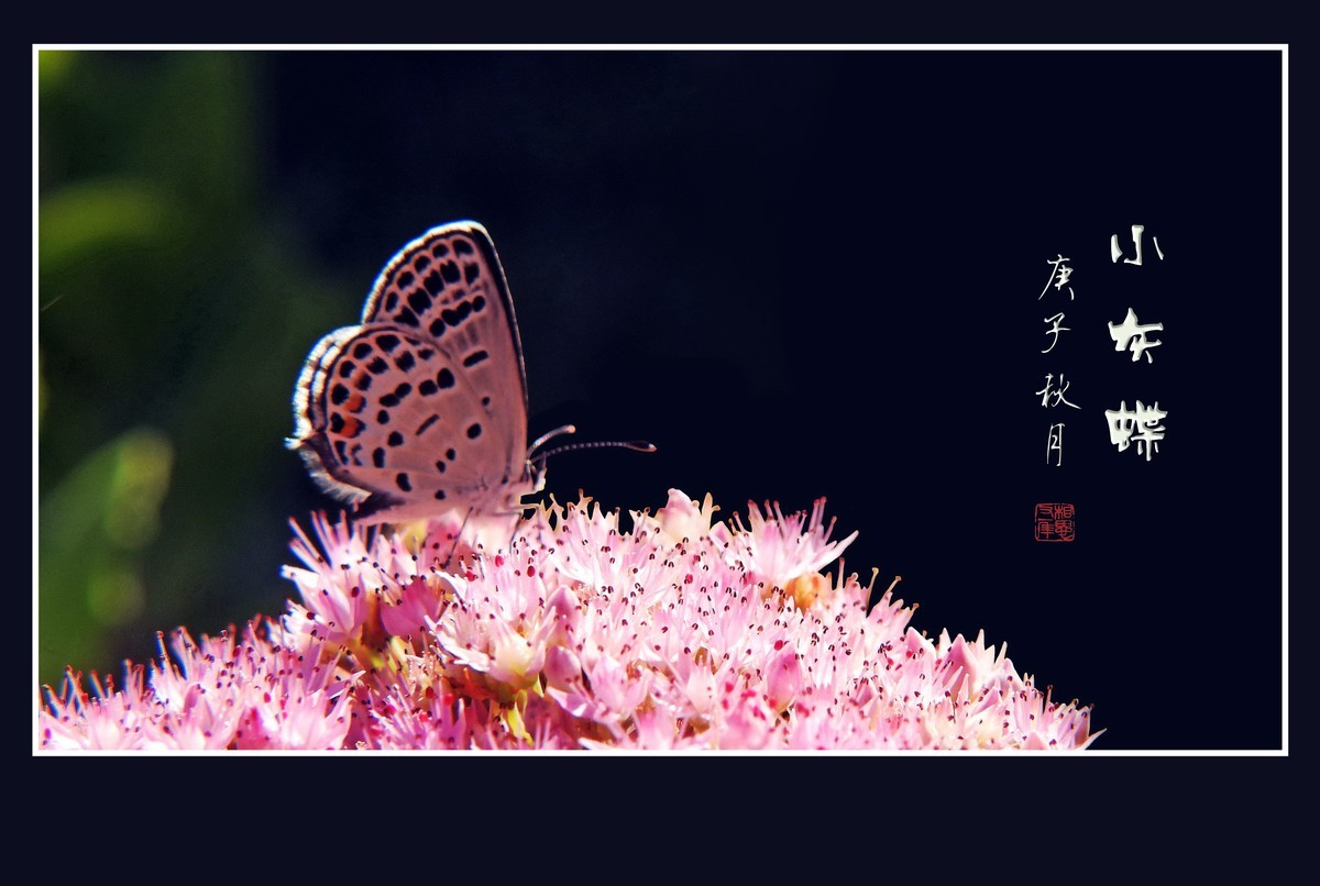 粉花丛中彩蝶飞