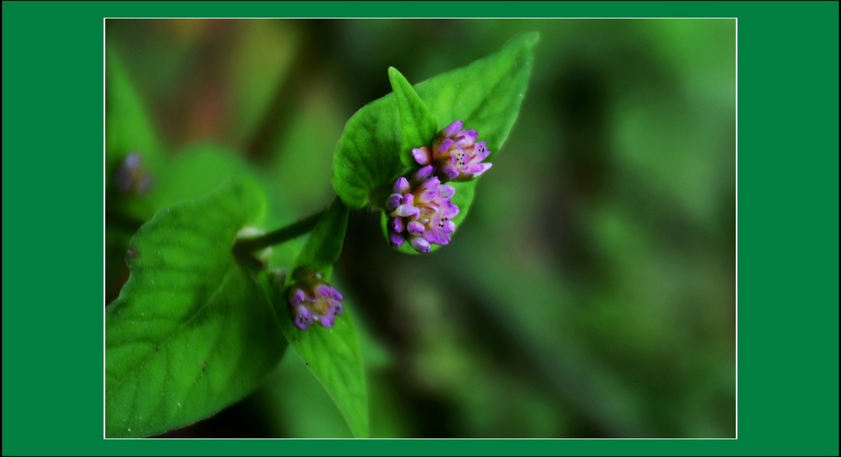 尼泊尔蓼（2021322）