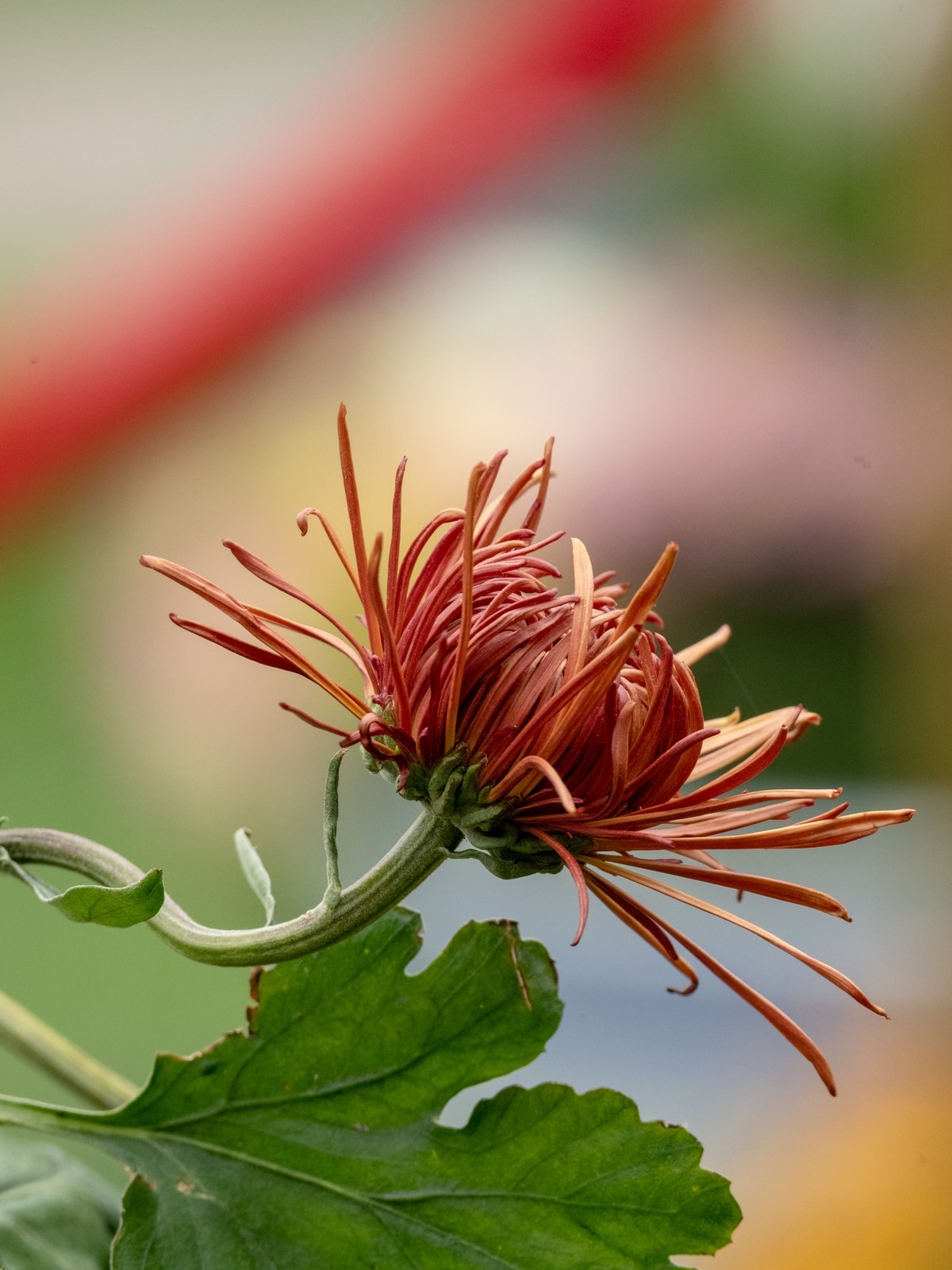 赏菊（天坛秋展）