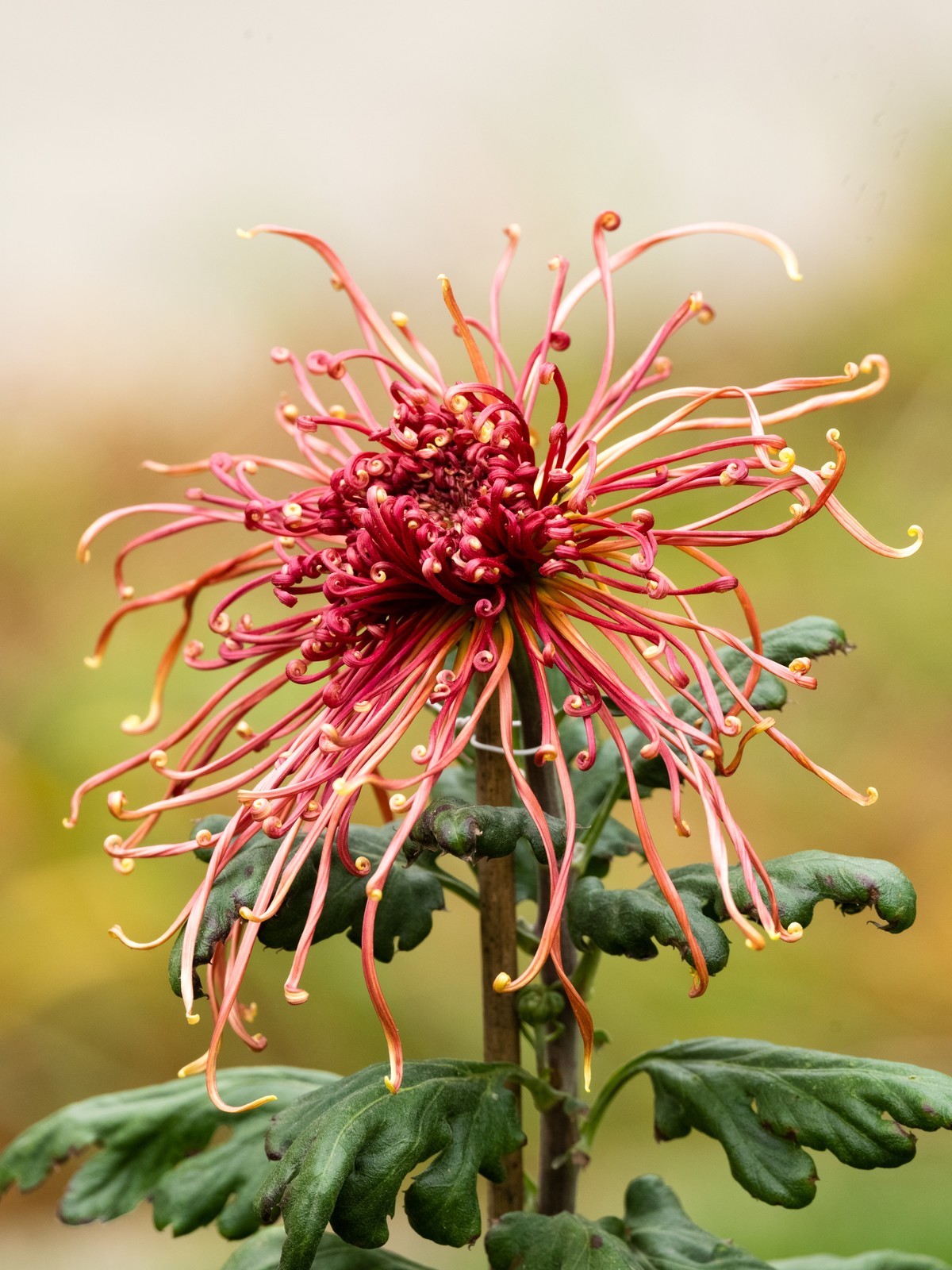 赏菊（天坛秋展）