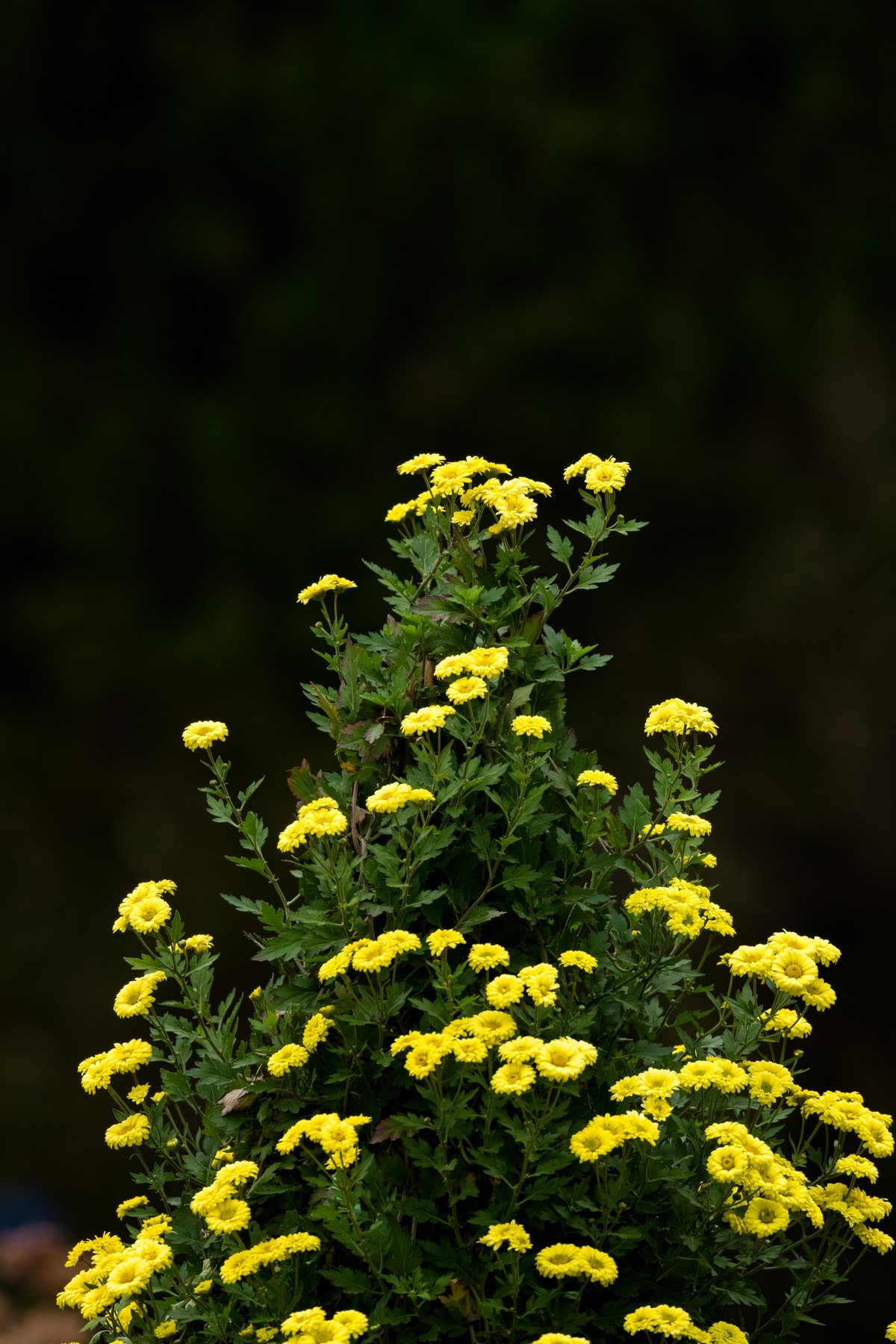 赏菊（天坛秋展）