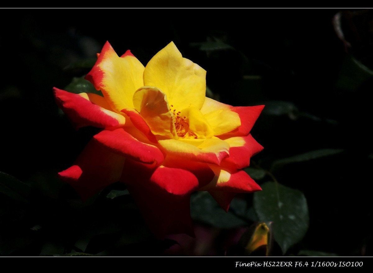 月季花（30）