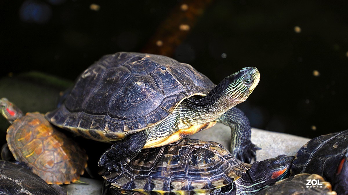 行摄西安大兴善寺