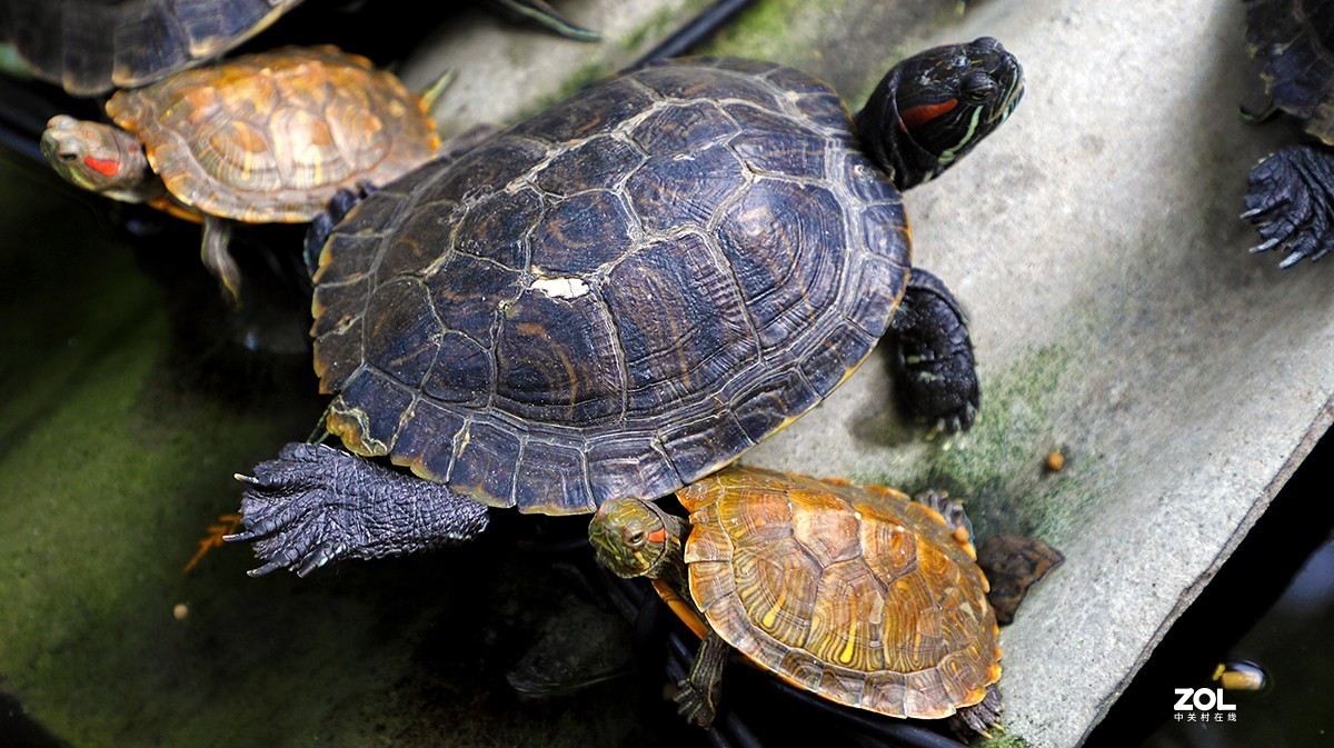 行摄西安大兴善寺