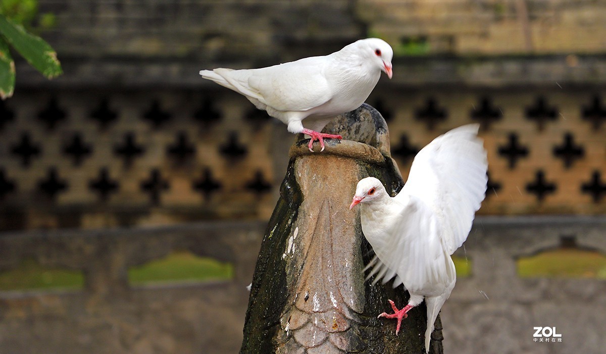 行摄西安大兴善寺