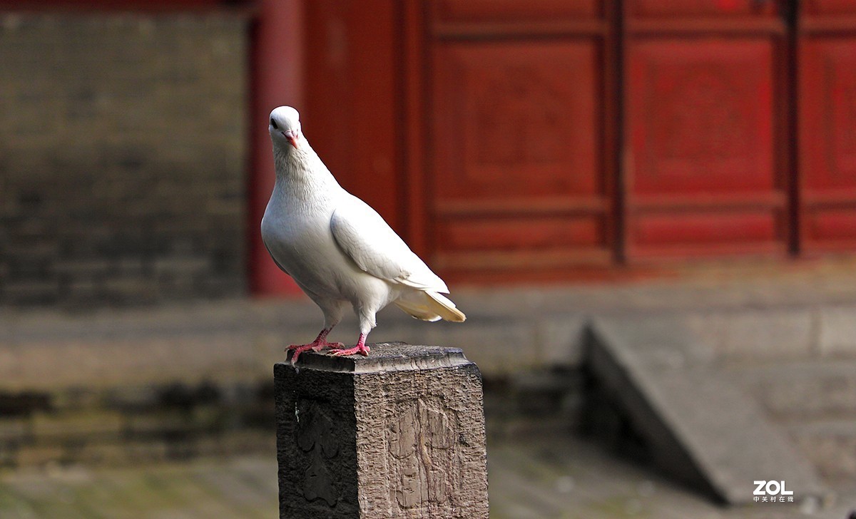行摄西安大兴善寺