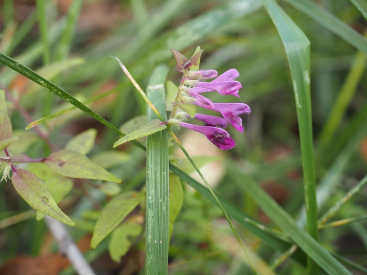 黄土高原的花花草草