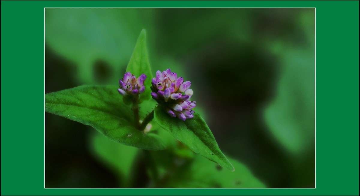 尼泊尔蓼（2021322）