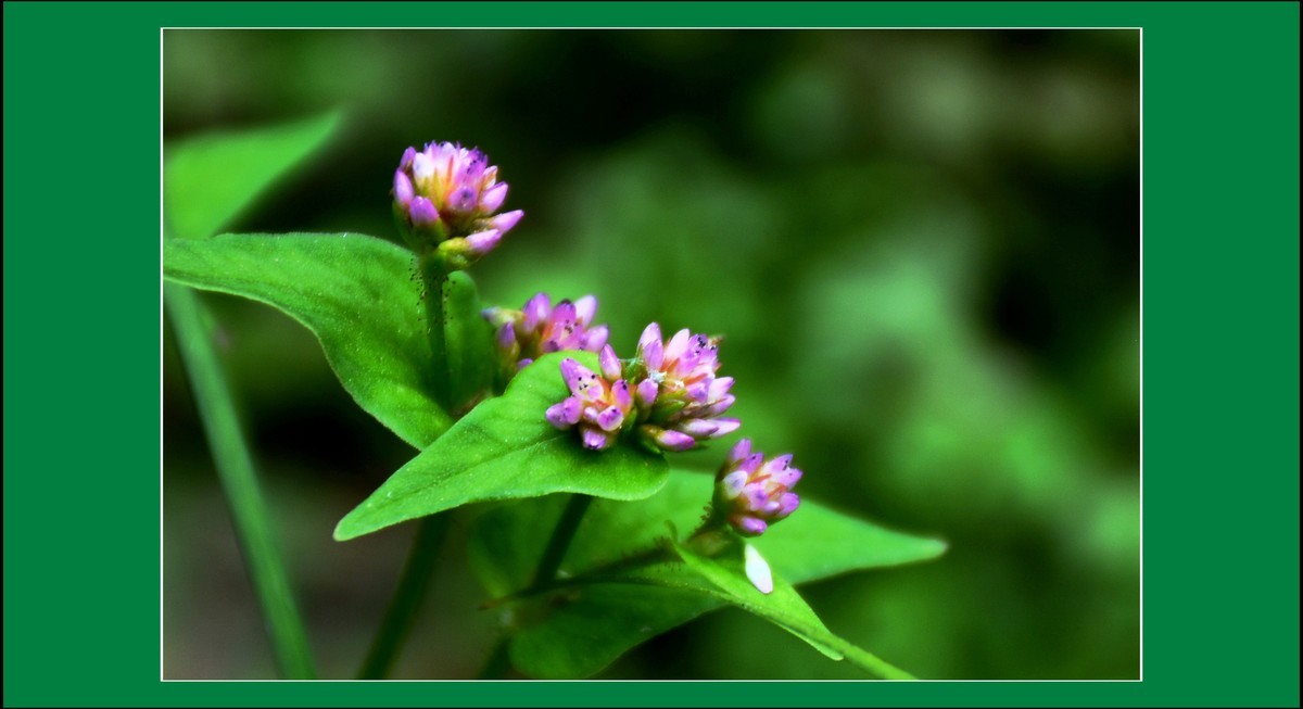 尼泊尔蓼（2021322）