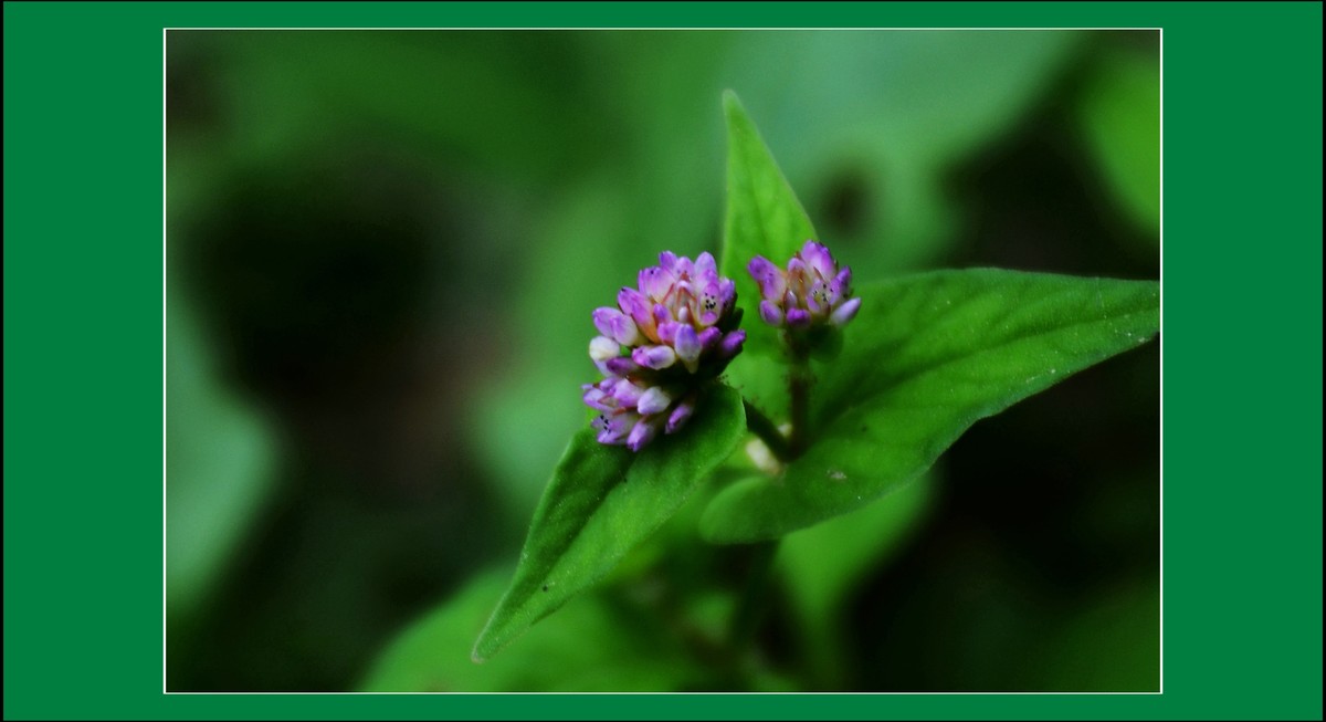 尼泊尔蓼（2021322）