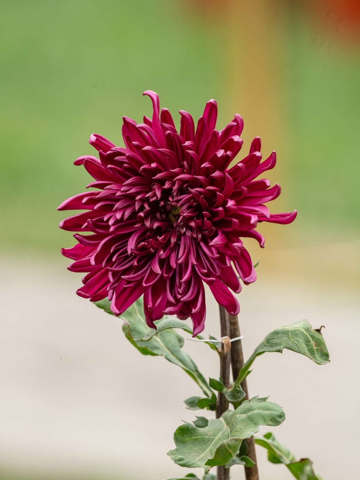 赏菊（天坛秋展）