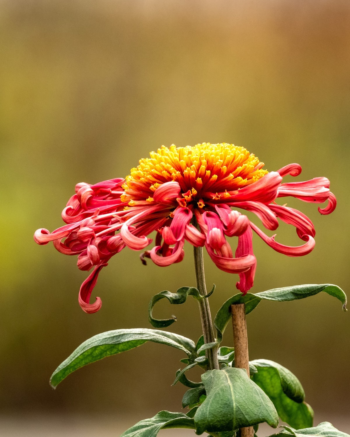 赏菊（天坛秋展）